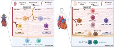 The role of macrophage subsets in and around the heart in modulating cardiac homeostasis and pathophysiology